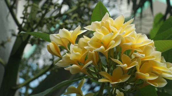 Tropical Flower Sweet Exotic Fragrance Yellow Plumeria Rubra Diva Known — Stock Photo, Image