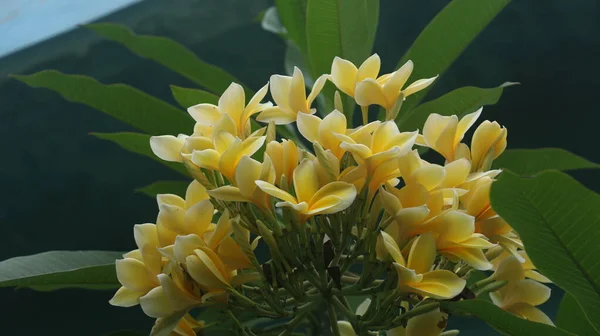 Trópusi Virág Édes Egzotikus Illat Sárga Plumeria Rubra Díva Ismert — Stock Fotó