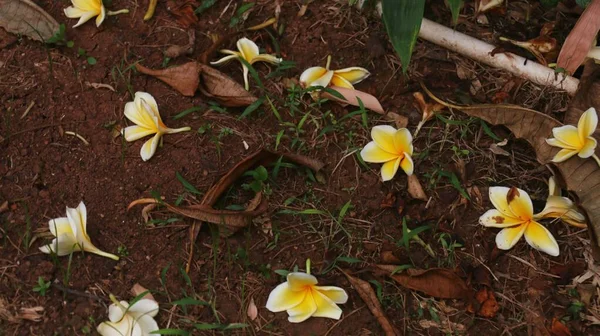 熱帯の花 甘いエキゾチックな香り黄色のプルメリア ルブラ ディバ知られているAsfrangipani 庭に咲く — ストック写真