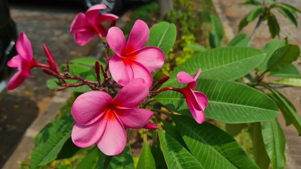 熱帯の花 庭に咲く甘いエキゾチックな香りピンクのプルメリア ルブラ ディバ知られているAsfrangipani — ストック写真
