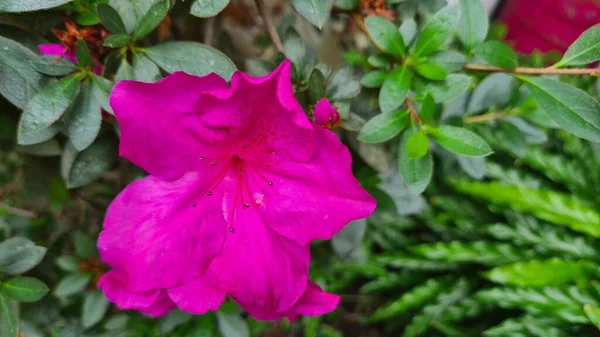 热带花 杜鹃属的开花灌木 杜鹃属 — 图库照片