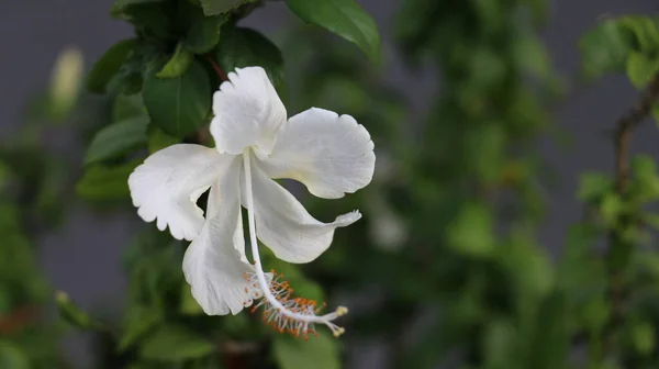Flor Tropical Elegante Hibiscus Rosa Sinensis Blanco Florece Jardín Del — Foto de Stock