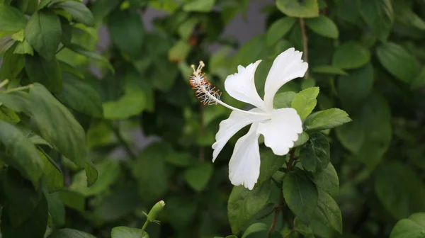 Flor Tropical Flor Branca Elegante Hibiscus Rosa Sinensis Jardim Frontão — Fotografia de Stock