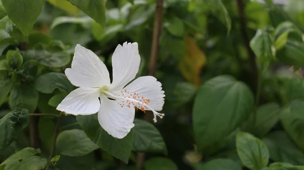Flor Tropical Flor Branca Elegante Hibiscus Rosa Sinensis Jardim Frontão — Fotografia de Stock