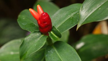 Costus spicatus, aynı zamanda kızıl ve kızılderili kafa olarak da bilinir.