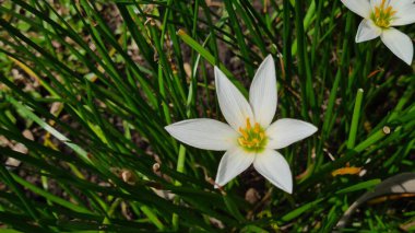 Beyaz yağmurlu zambak (Lili hujan), Zephyranthes minute, bahçede çiçek açıyor