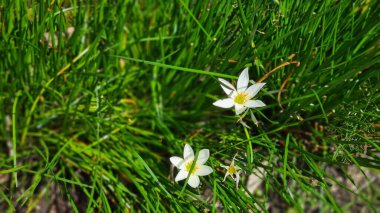 Beyaz yağmurlu zambak (Lili hujan), Zephyranthes minute, bahçede çiçek açıyor