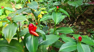 Costus spicatus, aynı zamanda kızıl ve kızılderili kafa olarak da bilinir.
