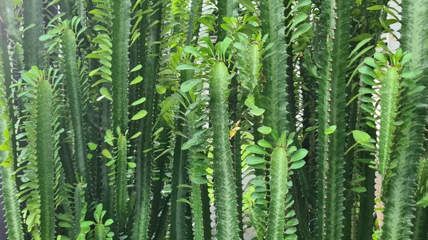 一般に知られているように ユーフォルビア トリゴナ またはアフリカのミルクツリーは 非常に建築的で好奇心の強い植物です サボテンの発芽 — ストック写真