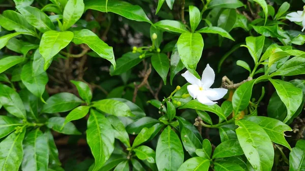 Tabernaemontana Divaricata Pinède Fleurissant Dans Parc — Photo