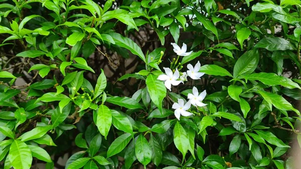 Tabernaemontana Divaricata Pinwheel Flor Arbusto Florescendo Parque — Fotografia de Stock