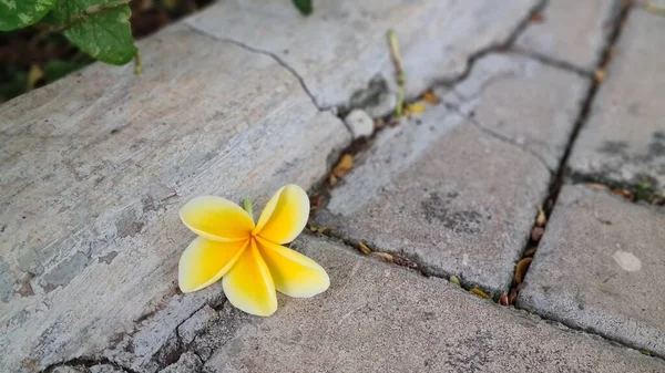 甘いエキゾチックな香り黄色のPlumeria Rubra Diva知られているAsfrangipani 庭に咲く — ストック写真
