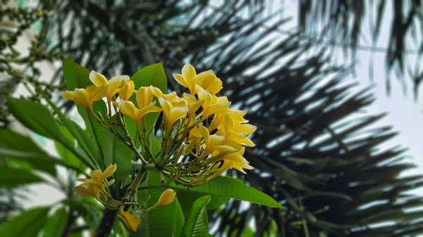 Сладкий Экзотический Аромат Желтый Plumeria Rubra Дива Известный Asfrangipani Цветущий — стоковое фото