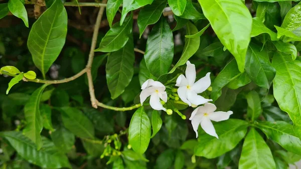 Tabernaemontana Divaricata Pinwheel Flor Arbusto Florescendo Parque — Fotografia de Stock