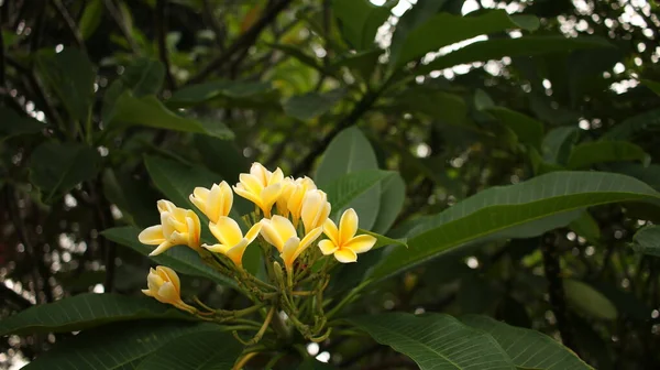 Sweet Exotic Fragrance Yellow Plumeria Rubra Diva Known Asfrangipani Blooming — Stock Photo, Image