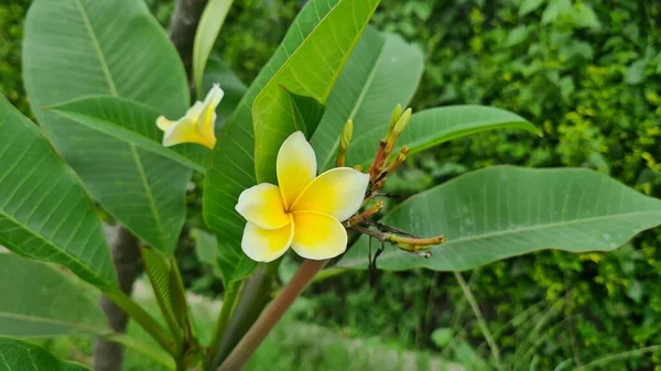 Sweet Exotic Fragrance Yellow Plumeria Rubra Diva Known Asfrangipani Blooming — Stock Photo, Image