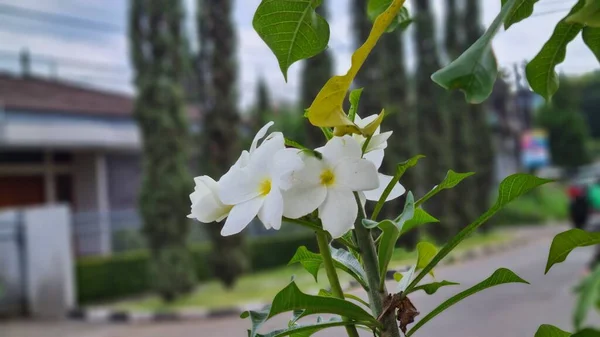 Сладкий Экзотический Аромат White Plumeria Rubra Diva Known Asfrangipani Blooming — стоковое фото