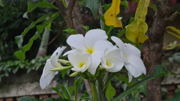 甘いエキゾチックな香り白いプルメリア ルブラ ディバ知られているAsfrangipani 庭に咲く — ストック写真