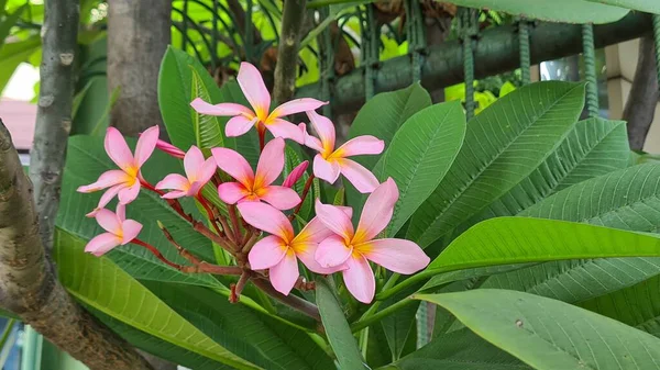 정원에 꽃피고 이국적 분홍빛 메리아 라디바 — 스톡 사진
