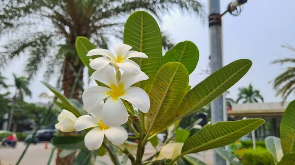 甘いエキゾチックな香り白いプルメリア ルブラ ディバ知られているAsfrangipani 庭に咲く — ストック写真