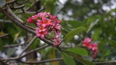 Tatlı egzotik koku Pembe Plumeria Rubra divası. Bahçede çiçek açıyor..