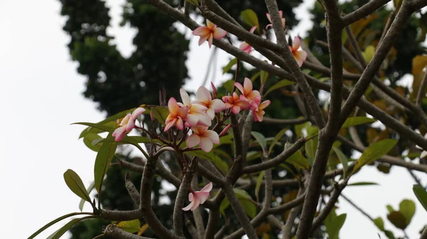 熱帯の花 甘いエキゾチックな香りのライトピンクと白の黄色のプルメリア ルブラ ディバ知られているAsfrangipani 庭に咲く — ストック写真