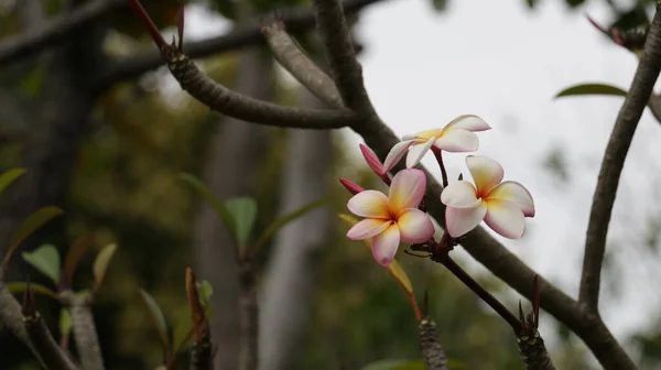 熱帯の花 甘いエキゾチックな香りのライトピンクと白の黄色のプルメリア ルブラ ディバ知られているAsfrangipani 庭に咲く — ストック写真
