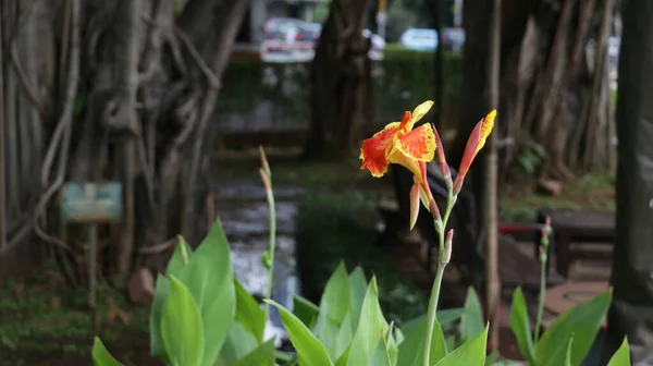 Canlı Sarı Turuncu Tropikal Çiçek Can Lily Aynı Zamanda Ateş — Stok fotoğraf