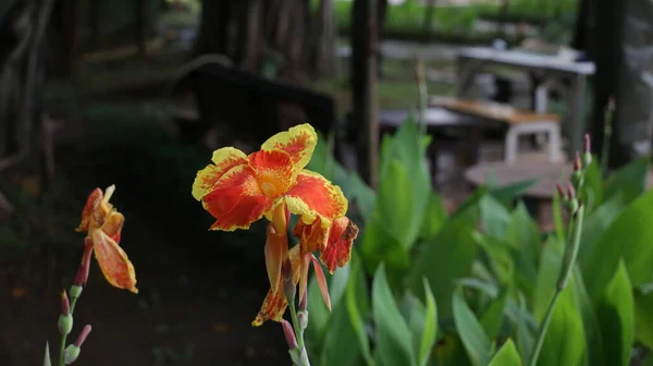 Vibráló Sárga Narancs Trópusi Virág Canna Lily Más Néven Tűzmadár — Stock Fotó