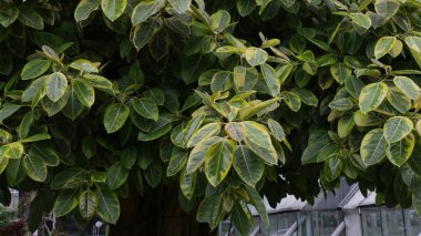 Botanik bahçesinde Karet Kebo olarak da bilinen Ficus elastica. Moraceae familyasından bir bitki türü.. 
