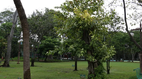 Ficus Elastica Également Connu Sous Nom Karet Kebo Dans Jardin — Photo
