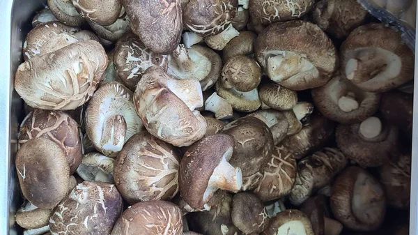 Fresh Medicinal mushroom - Shitake mushroom or also known as jamur siongku, hioko.