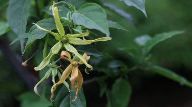 Dekorasyon çiçeği Ylang ylang, kenanga, bahçede çiçek açıyor. Dekorasyon kokusu çiçeği..