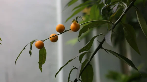 Fortunella Japonica Alo Conosciuto Come Nagami Kumquat Cumquat Impianto Tropicale — Foto Stock