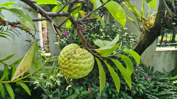 Fruta Exótica Srikaya Serikaya Annona Squamosa Redondo Forma Pele Com — Fotografia de Stock