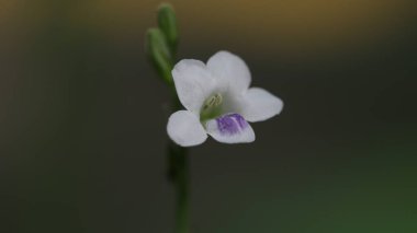 Asistasya gangetica, Acanthaceae familyasından bir bitki türü. Genellikle Çin menekşesi, koromandel ya da sürünen yüksük otu olarak bilinir..