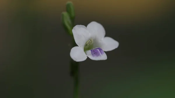 アシスタシア ガングエティカは アカナデシコ科の植物の一種です それは一般的に中国のバイオレット コロマンデルまたは忍び寄るネクストグローブとして知られています ストックフォト