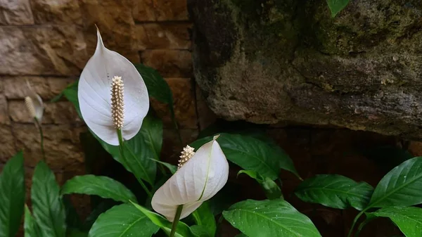 아름답고 가꾸는 현화식물 청정제 Spathiphyllum Kochii 장식용 — 스톡 사진