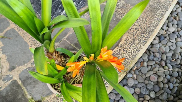 Tropische Blume Clivia Miniata Auch Bekannt Als Natalilie Buschlilie Blüht — Stockfoto