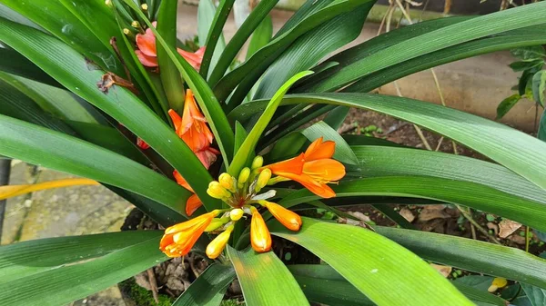 Trópusi Virág Clivia Miniata Más Néven Natal Liliom Bokor Liliom — Stock Fotó