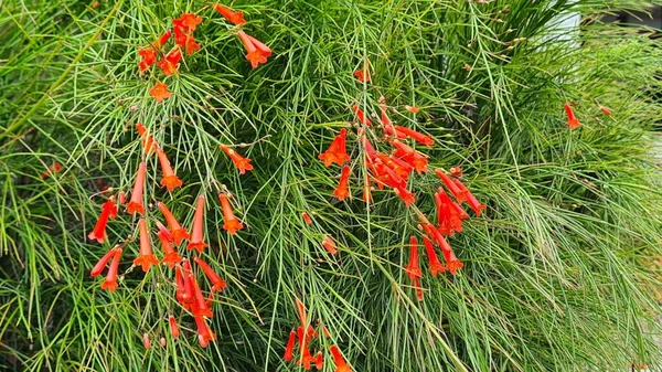 Trópusi Virág Tüzes Vörös Russelia Equisetiformis Néven Ismert Petárdás Seprű — Stock Fotó