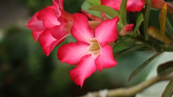 Exotic tropical striking red color flower,  kemboja jepang, adenium obesum, blooming in the balcony.
