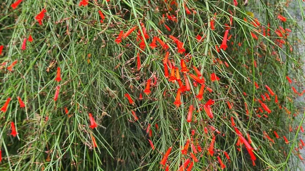 Trópusi Virág Tüzes Vörös Russelia Equisetiformis Néven Ismert Petárdás Seprű — Stock Fotó
