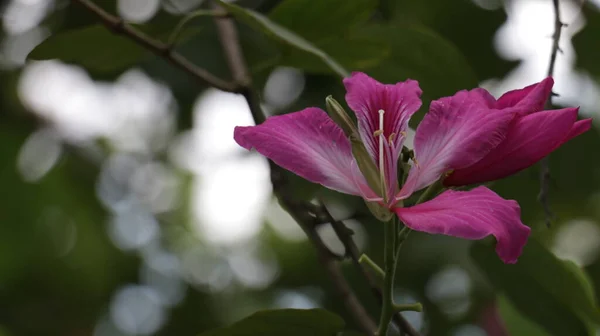 庭に咲く香港蘭の木と呼ばれる紫色のBahiniablakeanaを打つ — ストック写真