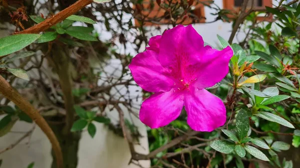 Fleur Tropicale Azalée Arbustes Fleurs Dans Genre Rhododendron — Photo