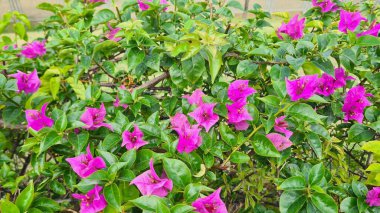 Tropikal çiçek - Bougainvillea buttiana Bahçede çiçek açan bunga kertas olarak da bilinir.