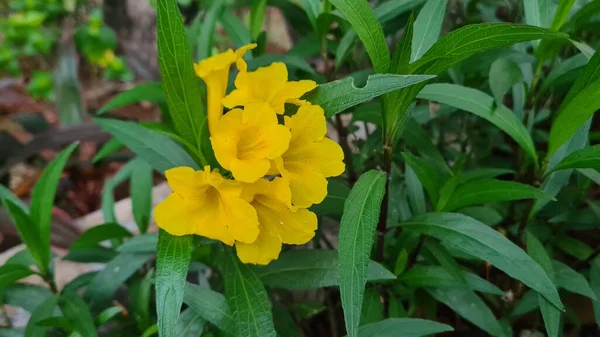 Tropische Blume Dolichandra Unguis Cati Allgemein Bekannt Als Katzenkralle Bunga — Stockfoto