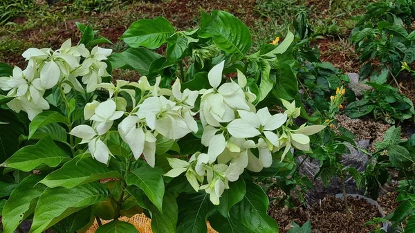 熱帯の花 公園に咲くムッサエンダの花 コーヒーファミリーの植物 — ストック写真