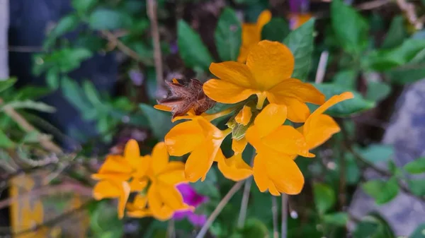 熱帯の花 公園に咲くクロサンドラInfundibuliformisまたはThefibrucker花 ロイヤリティフリーのストック写真