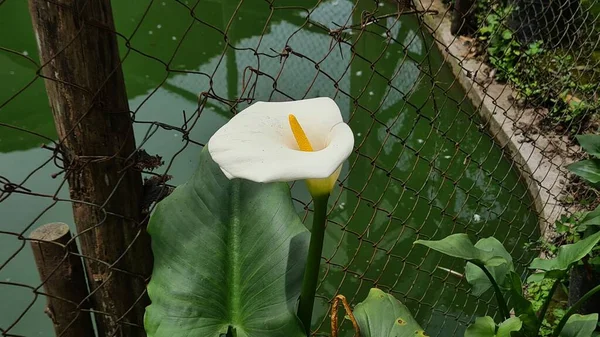 Tropikalny Egzotyczny Kwiat Zantedeschia Pospolite Nazwy Lilia Kwitnąca Callaandcalla Pobliżu — Zdjęcie stockowe
